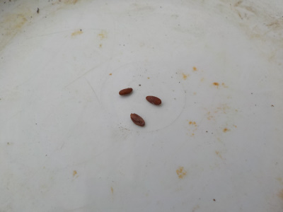 ゼラニウムの種