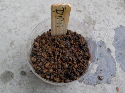 ゼラニウムの種蒔き