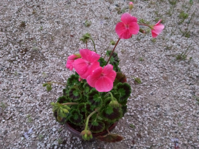 4月に開花したゼラニウム