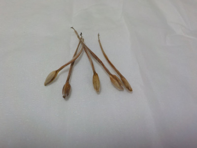 ゼラニウムの種