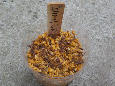 ゼラニウムの種まき