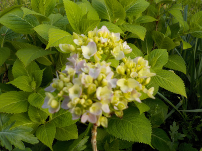 4月に開花するアジサイ