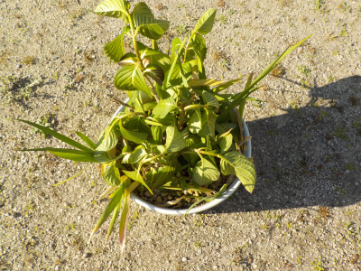 鉢植えのアジサイは萎れるもの