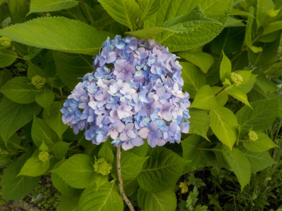 数年後の母の日のアジサイ