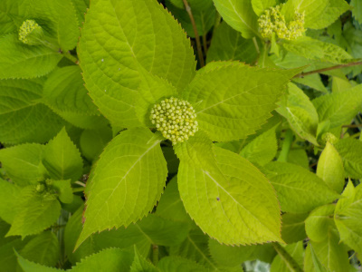 数年後の母の日のアジサイ