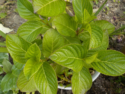 数年後の母の日のアジサイ