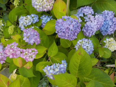 地植えの霧島の恵