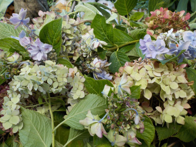 アジサイの花柄取り