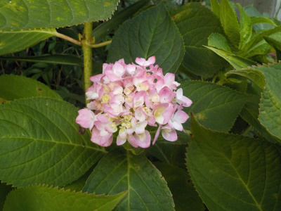 夏にしては形の良いアジサイ Hydrangea blooming in August
