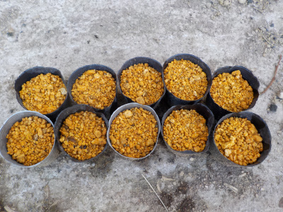 アケビの種蒔き