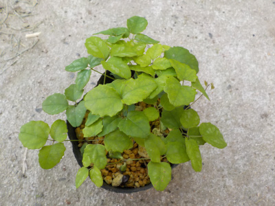 アケビ苗の植替え