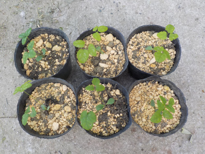 アケビ苗の植え替え