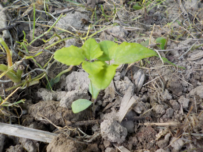 アケビ苗を地植え