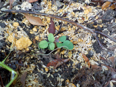 アケビ苗の植替え