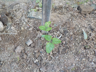 日陰にアケビを植えてみる。