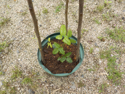 スリット鉢でアケビを育てる。