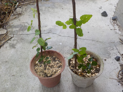 アケビの植え替え　Akebi grown from seeds