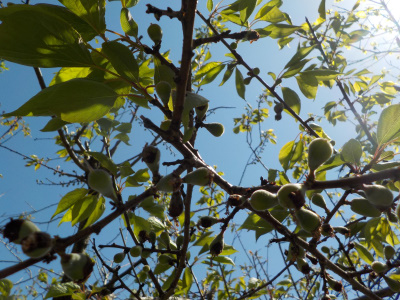 小さなアンズの実