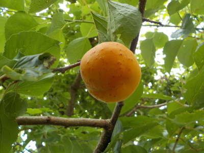 もうちょっとでオレンジ色になるアンズ