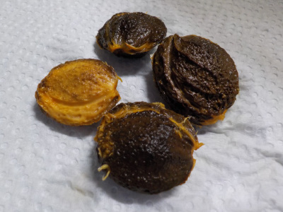 食べた後のアンズの種