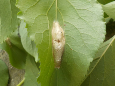 アンズにたぶん害虫の卵