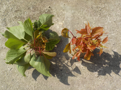 ペットボトルでアンズの挿し木