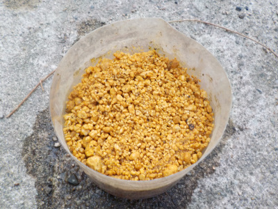 ペットボトルでアンズの種蒔