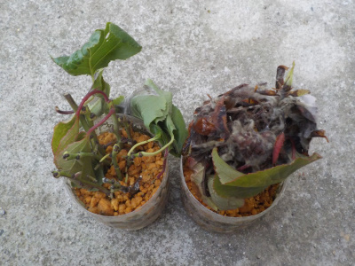 ペットボトルでアンズの挿し木