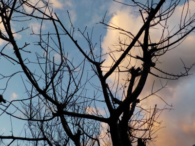 大晦日にアンズの剪定