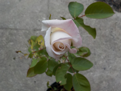 母の日のバラのその後