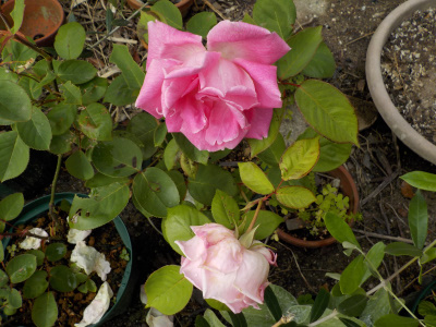 小さな木にはおもたいバラの花