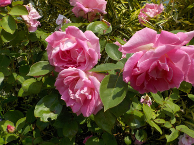 バラの花が巨大化するのは温暖化のせい?