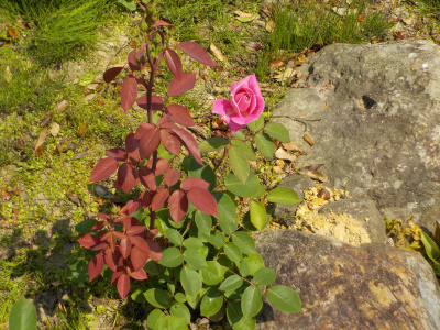 挿し木バラを地植えしたら成長が早い