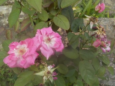 挿し木バラを地植えしたら成長が早い