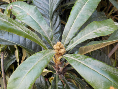 ビワの剪定。pruned loquat tree