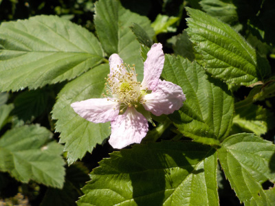ゴールデンウィークにブラックベリーが開花