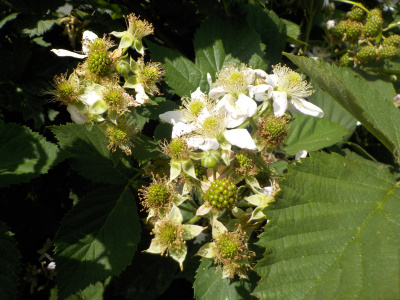 ブラックベリー大量の予感