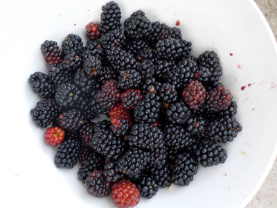 ブラックベリーの初収獲