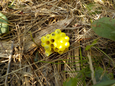 ブラックベリーの収獲で蜂に遭遇