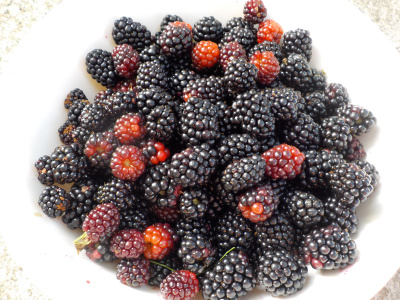 ブラックベリーの収獲で蜂に遭遇