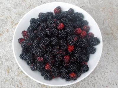 平日にブラックベリーの収穫は疲れる。