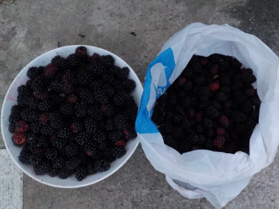 たぶん過去最高のブラックベリーの収獲。
