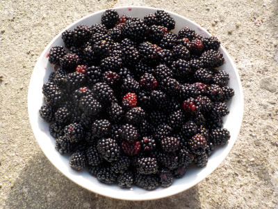 本日収獲したブラックベリー。