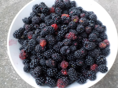炎天下で固くなってきたブラックベリー。