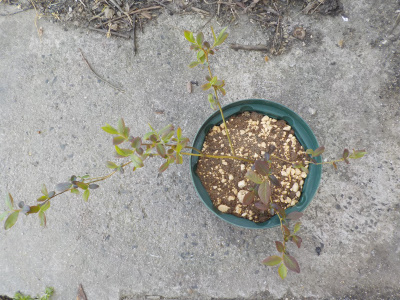 ブルーベリーの鉢をサイズアップ