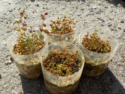 実生のブルーベリーをセルトレイに植替えしました。