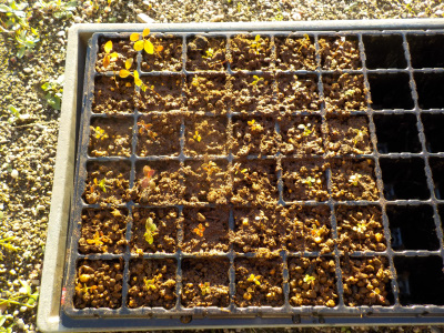 実生のブルーベリーをセルトレイに植替えしました。