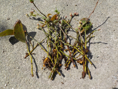 ブルーベリーの底面給水挿し木の結果