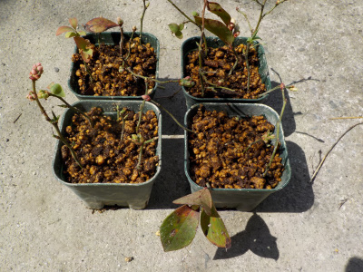 ブルーベリーの挿し木のやり直し