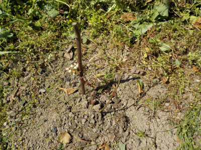 ブルーベリーを地植え